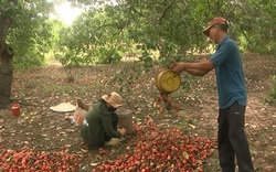 Bình Thuận: Vùng đất dân trồng thứ cây ra trái hột lộn ra ngoài treo lủng lẳng, nhặt hàng tấn, bán giá cao
