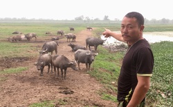 Ninh Bình: Nuôi trâu, nuôi bò kiểu “du mục” con nào cũng béo tốt, tháng nào cũng thu đều hơn 10 triệu đồng