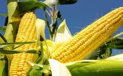 Nông dân Mỹ phấn khởi vì giá đậu nành và ngô tăng mạnh