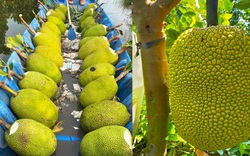 Giá mít Thái hôm nay 5/4: Để trái mít Thái cao bao nhiêu mà không cần đến bao lưới, giá mít tăng mấy giá?