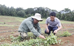 Kon Tum: Gần 300 mô hình trồng trọt, chăn nuôi hiệu quả ra đời nhờ dân vận khéo