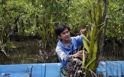 Trồng thanh long vùng ngập mặn