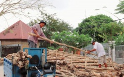 “Đời” cừ tràm giữa lòng thành phố