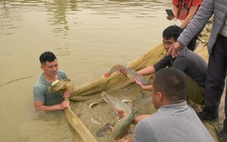 Lào Cai: Nuôi đàn cá đặc sản không xương dăm, cá "đại bổ", anh nông dân thu nhập gần 2 tỷ đồng