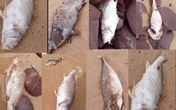 Dân hoang mang khi cá chết hàng loạt, nằm rải rác dọc theo bãi biển