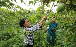 “Người bạn” đồng hành cùng nông dân làm giàu