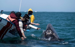 Ở vùng biển con người có thể sờ mó, cưng nựng cá voi khổng lồ