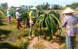 Long An: Chuyện lạ, nông dân trồng thanh long "ném tiền" cho... thương lái?