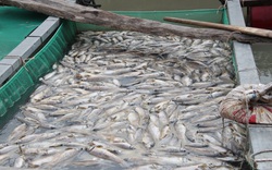 Bình Dương: Cá nuôi lồng bè chết trắng, người dân thiệt hại nhiều tỷ đồng