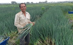 Hải Phòng: Trồng thứ hành khổng lồ, chuột chẳng dám ăn, cắt đến đâu thơm đến đó, nông dân kiếm bộn tiền