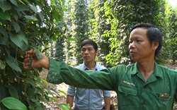 Giá tiêu hôm nay 8/4: Giá tiêu "lình xình", nông dân tiết lộ bí kíp bán tiêu giá cao, thu hàng chục tỷ