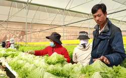 Lâm Đồng: Đẩy mạnh tập huấn xử lý thực phẩm an toàn cho rau sau thu hoạch