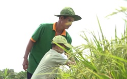 Đồng Tháp: Lão nông trồng lúa, "thuận thiên" từ mô hình  canh tác hữu cơ