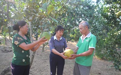 Lào Cai: Giống bưởi nghe lạ tai "bưởi Múc", có gì đặc biệt mà được đầu tư 1 tỷ đồng nhân rộng?