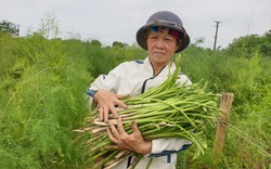 Nam Định: Trồng thứ rau lạ, trời chưa sáng đã phải dậy đi cắt mầm, nông dân này kiếm tiền triệu mỗi ngày