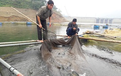 Tiêu chí dễ làm trước, khó làm sau, Cốc Ly đang tiệm cận với về đích nông thôn mới