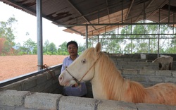 “Vén mây” đi tìm bạch mã xứ Lạng (bài 1): Ngược ngàn vào “vương quốc ngựa bạch”