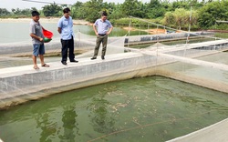 Bắc Ninh: Nuôi nhiều loài cá mới lạ, nông dân giàu lên