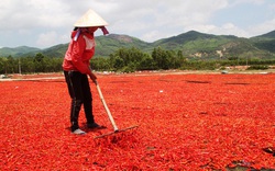 Bình Định: Trung Quốc không mua, giá ớt giảm mạnh, từ ớt chỉ thiên đến ớt chỉ địa đều "rớt cái bịch"