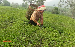 Để hương chè Tân Uyên bay xa