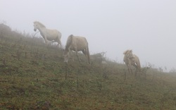 “Vén mây” đi tìm bạch mã xứ Lạng (kỳ 2): Thong dong vó ngựa ở Khau Sao