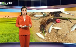 Bản tin Thời sự Dân Việt 10/4: Truy tìm nguyên nhân cá chết hàng loạt ở Thanh Hóa, Nghệ An