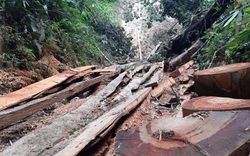Lào Cai yêu cầu kiểm điểm, làm rõ trách nhiệm cá nhân liên quan vụ phá rừng pơ mu VQG Hoàng Liên