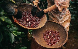 Giá nông sản hôm nay 1/5: Xuất khẩu cà phê tháng 4/2021 giảm mạnh, giá tiêu đi ngang