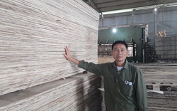 Thái Nguyên: Bóc gỗ, làm ván ép, lão nông dân tộc Sán Dìu hái ra tiền