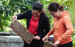 Thiệt hại nặng nề nếu mật ong Việt Nam bị Mỹ áp thuế chống bán phá giá