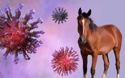 Các nhà nghiên cứu phát hiện ngựa nhiễm một chủng virus Corona