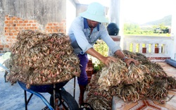 Bình Định: Giá hành tím bất ngờ lao dốc, đi ra đi vào nhìn hành ế chất đầy nhà mà "ứa nước mắt"