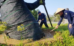 Sau 5 tháng "cấp cứu", cây xà cừ hơn 100 năm tuổi ở Huế đã mọc đầy chồi biếc, ai xem cũng trầm trồ