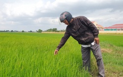 Tây Ninh: Trồng lúa cả tháng, nông dân mới "ngã ngửa" vì xuất hiện lúa "hai tầng", có cả lúa "ma"