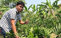 Chuyện lạ: Nông dân thành phố trồng la liệt rau dại trước ăn chống đói nay đắt hàng, cắt đến đâu lái "khuân" đi hết