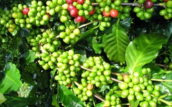 Giá nông sản hôm nay 4/5: Giá tiêu trong nước đi ngang, cà phê Arabica giảm nhẹ