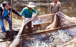 Độc đáo: Tái hiện cảnh chụp đìa bắt cá đồng hàng trăm ký tươi rói ở vườn quốc gia U Minh Hạ tỉnh Cà Mau