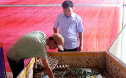 Trai làng tỉnh Quảng Bình làm giàu khác người nhờ nuôi con đặc sản "độc lạ"