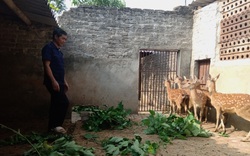 Ninh Bình: Nông dân nuôi loài thú mỗi năm lại nhú sừng non, cắt bán là có "lộc", nhà nào nuôi nhà đó khả giả