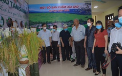 Nông thôn Tây Bắc: Hội thảo thúc đẩy phát triển sản xuất - tiêu thụ gạo chất lượng cao ở Điện Biên

