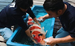 Video: Thăm trang trại nuôi cá Koi triệu đô của nhà vô địch nuôi cá Koi ở Nhật Bản