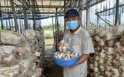 Đà Nẵng: Mượn đất dự án trồng nấm bào ngư, 1 nông dân lãi hàng trăm triệu đồng/năm