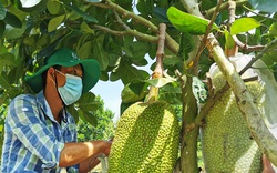 Bộ trưởng Lê Minh Hoan: Nhiều doanh nghiệp châu Âu đã mua nông sản của Việt Nam thay vì chỉ nhập của Thái Lan