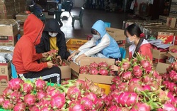 Trung Quốc tăng tốc trồng thanh long, Việt Nam thêm áp lực cạnh tranh?