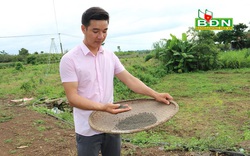 Đắk Nông: Nghỉ việc ở Đồng Nai, trai đẹp về làng trồng mồng tơi tuốt hạt phơi khô bán vô Sài Gòn