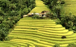 Hà Giang vào Thu đẹp hút hồn với mùa vàng trên những ruộng bậc thang