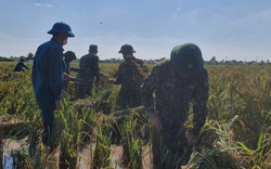 Hải Phòng: Xúc động hình ảnh công an, bộ đội giúp dân gặt lúa tránh bão