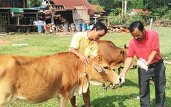 Quảng Bình: Vay vốn ưu đãi nuôi đàn bò vàng, đồng bào Ma Coong ở xã biên giới nhanh khấm khá