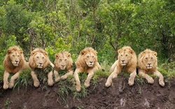 Trong liên minh sư tử, mọi con đực đều có quyền giao phối?