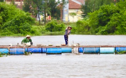 Bão số 8 sắp đổ bộ: Ngư dân Hà Tĩnh hối hả giăng lưới cao hơn 1m bảo vệ hồ cá, lồng bè 